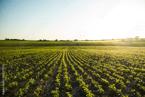 Soybean field ripening at spring season, agricultural landscape. Soy plantation.