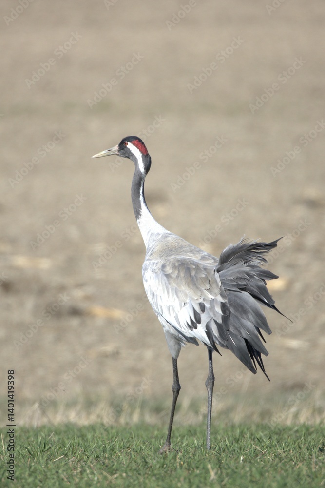 Crane walking on a field.