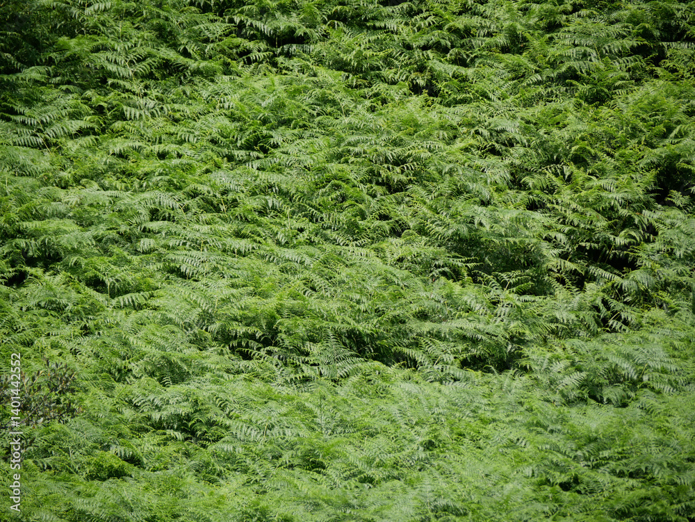 area of fresh green farn covering the whole floor of a mountain slope area of fresh green farn covering the whole floor of a mountain slope