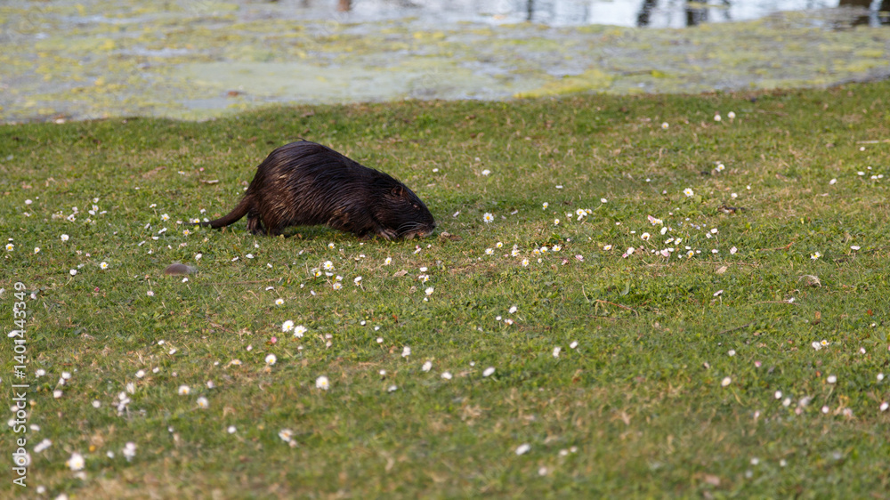 Fototapeta premium Nutria auf einer Wiese mit kleinen weißen Blumen