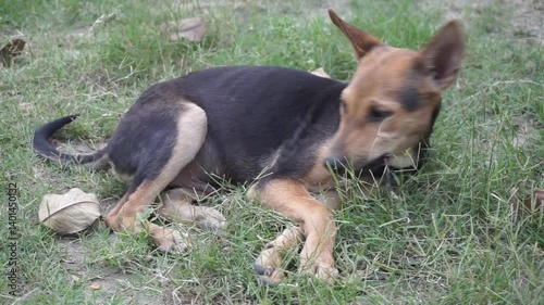 Homeless abandoned dog sleeping on the street, A stray dog sitting alone on a street, An abandoned puppy sitting and resting on the ground, Closeup portrait of a homeless little stray dog