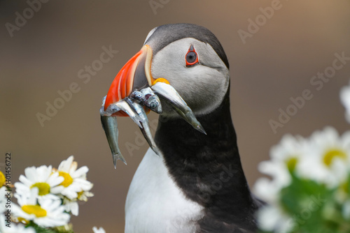 An Atlantic Puffin with a Beak full of fish in Orkney