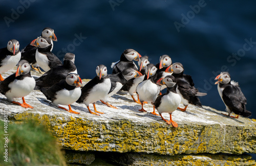 A colony of puffins sitting on a rock in Orkney