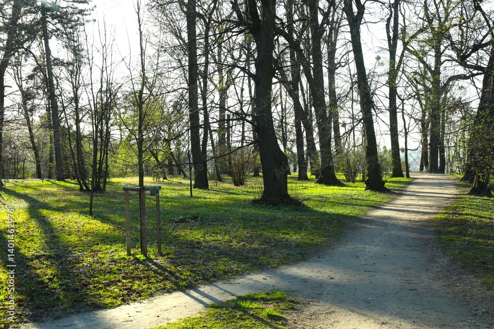 Fototapeta premium A beautiful park with trees and road for walking