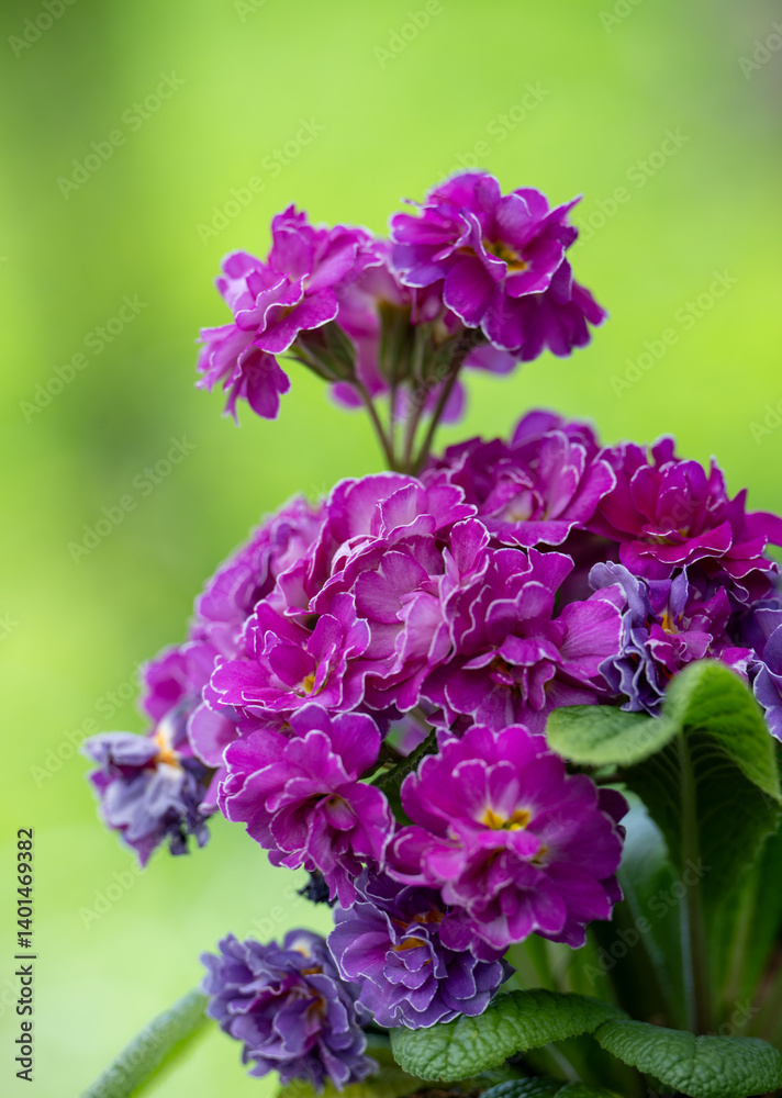 Fototapeta premium Close up of Primula Pollyanna Pink and Mauve Variations 