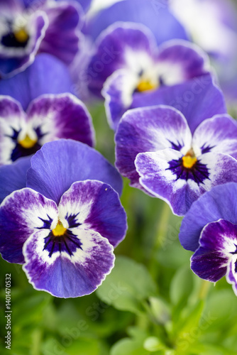 Close up of Sorbet Delft Blue Viola Flowers