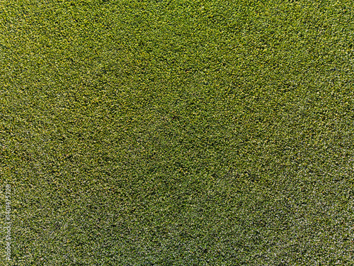aerial view agricultural field background organic crop texture pattern plants