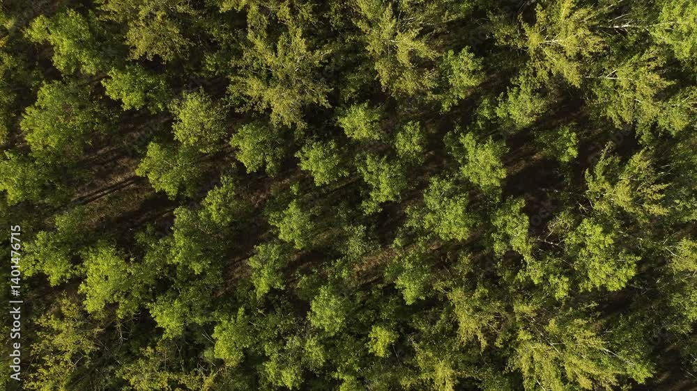Lush green cottonwood forest landscape from drone pov, aerial view of woodland in summer as background