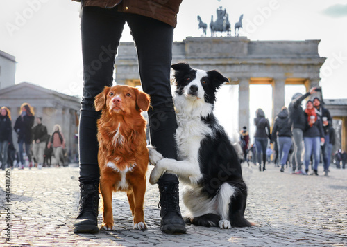 Photography Two dogs by the Brandenburg Gate in Berlin