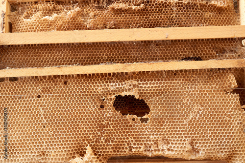 Honeycomb frame showing empty hexagonal cells, broken wax structure, signaling reduced bee population or recent honey harvesting process