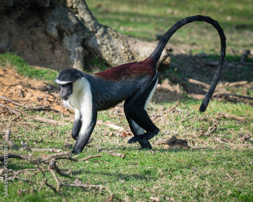 Red Howler Monkey Walking on Grass photo