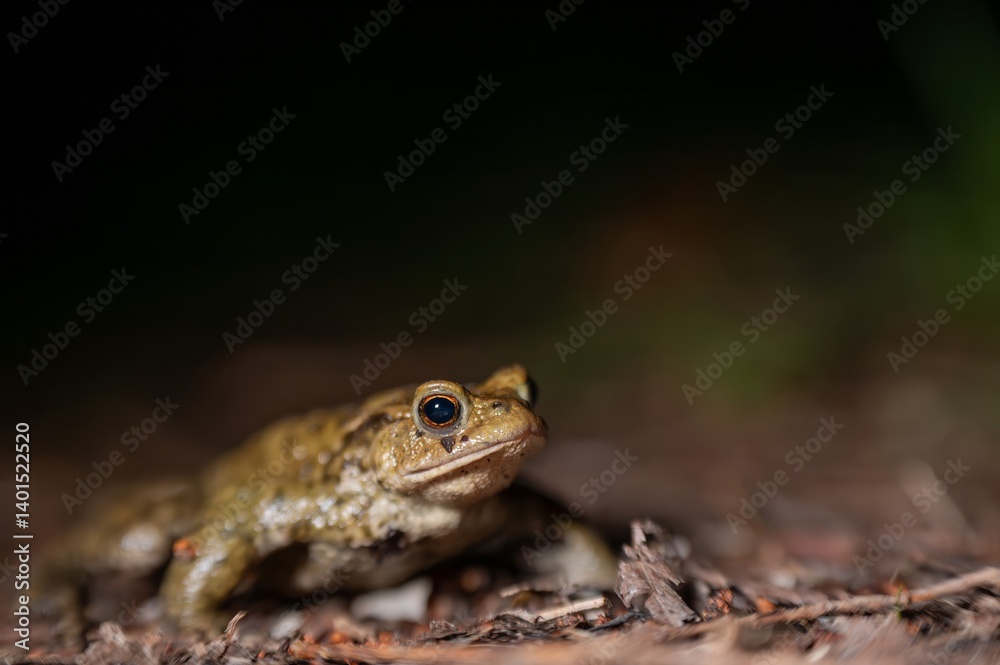 One common toad in the forest outdoors at night. Bufo bufo in Switzerland. One common toad in the forest outdoors at night. Bufo bufo in Switzerland.