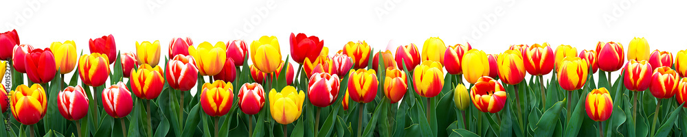 Red and Yellow Tulip Flower Border On Transparent Background
Red and Yellow Tulip Flower Border On Transparent Background