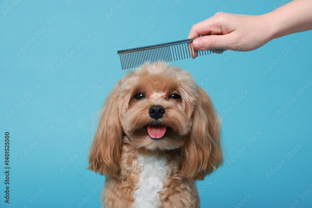 Obraz premium Woman brushing dog's hair with comb on light blue background, closeup. Pet grooming