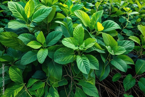 Lush Green Foliage in a Stunning Natural Landscape