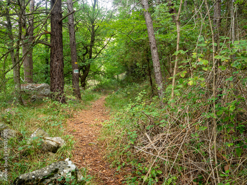 Podobny obraz