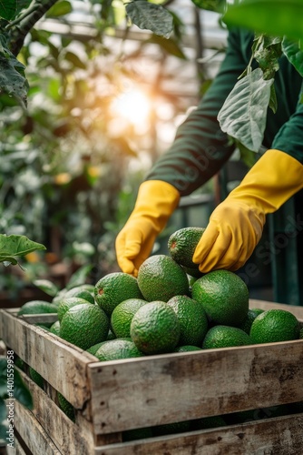 In the early dawn, a conscientious farmer attentively picks ripe avocados, carefully placing them into wooden crates, showcasing a dedication to nature and sustainable farming
