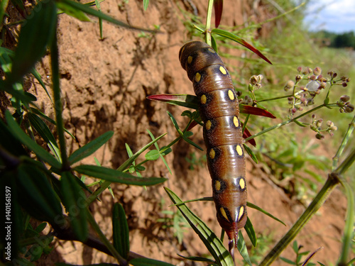 Hawk moth caterpillar on a wild flower: nature in detail
