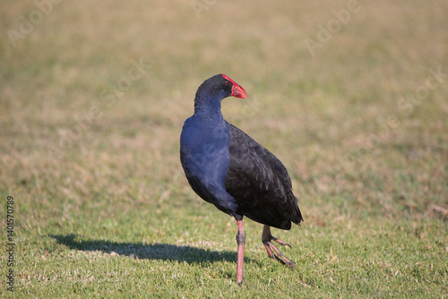 A close up view of a purple swamp hen bird with red beak standing on grass