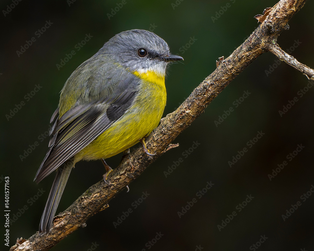 Fototapeta premium Eastern Yellow Robin
