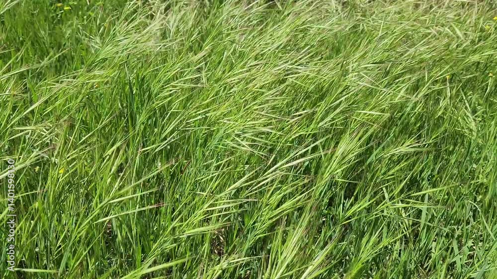 With every gust of spring wind, wild grasses dance gracefully, their maturing green heads swaying in harmony, celebrating nature's renewal and fleeting joy With every gust of spring wind, wild grasses dance gracefully, their maturing green heads swaying in harmony, celebrating nature's renewal and fleeting joy