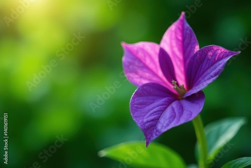 A vibrant purple flower blossoms in sunlight, its delicate petals unfolding against a soft green backdrop, showcasing the beauty of nature's artistry.