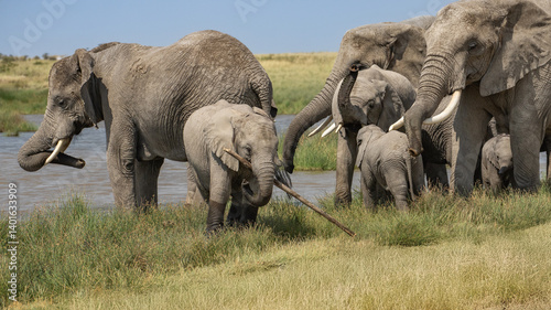 Photography Herd of elephants of all ages with a youngster playing