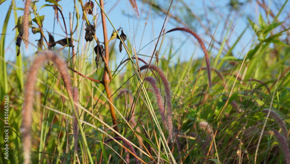 Fototapeta premium grass in the wind