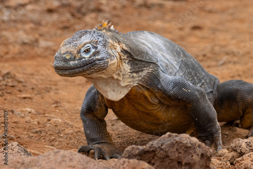 galapagos land iguana