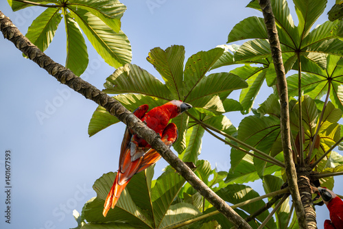 Scarlet macaw sitting in tree