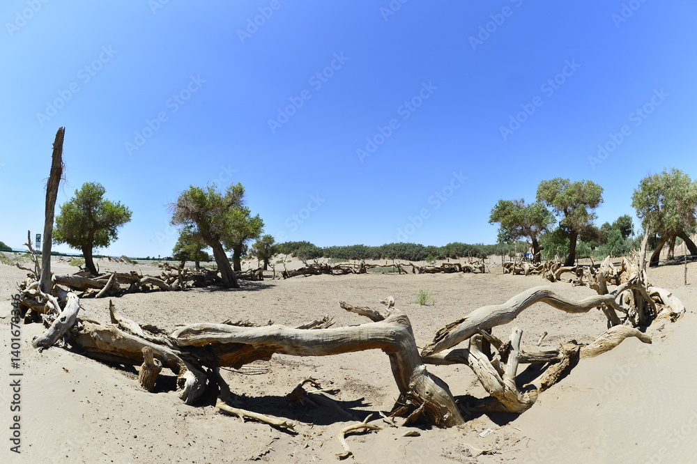 Populus euphratica trees in the desert Populus euphratica trees in the desert