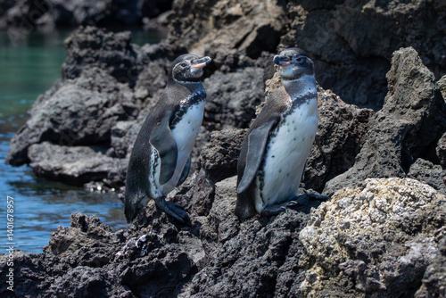 penguin on the rocks