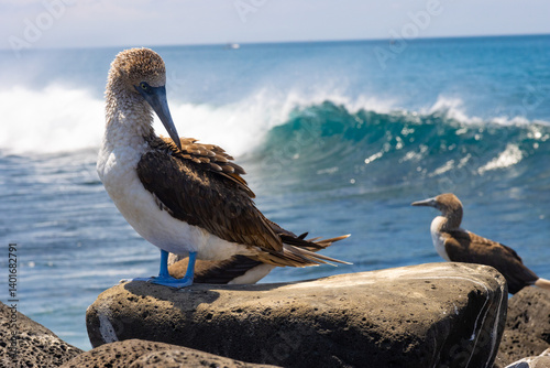 Photography galapagos blue foot boobies