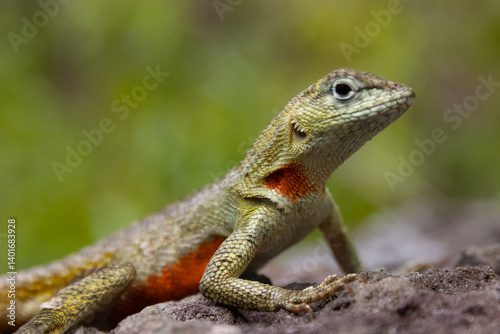 galapagos lava lizard 