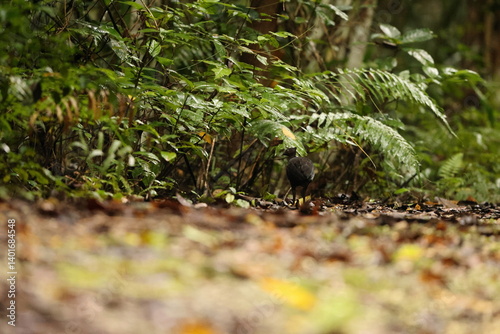 The dusky megapode (Megapodius freycinet), also known as dusky scrubfowl or common megapode. This photo was taken in Waigeo island, Indonesia