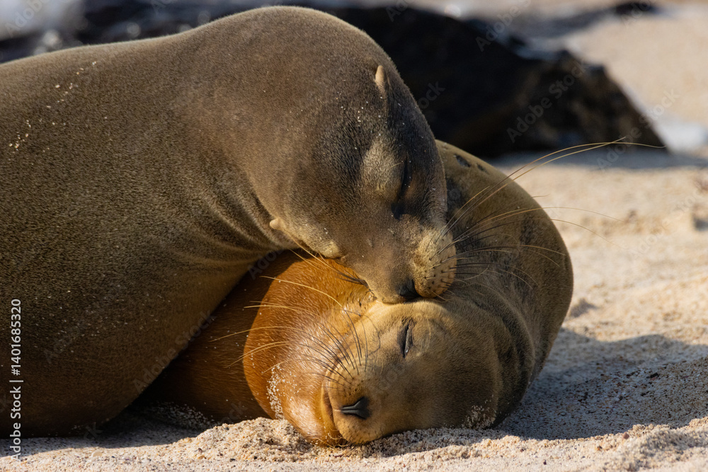 Fototapeta premium galapagos sea lion