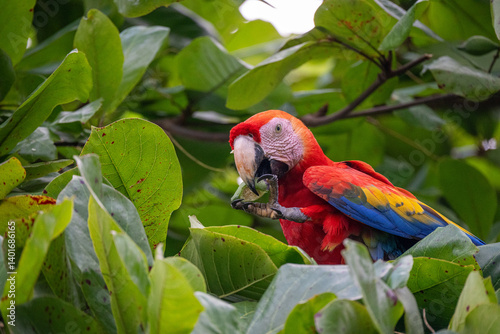 Macaw eating mango