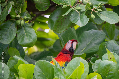 Macaw in mango tree