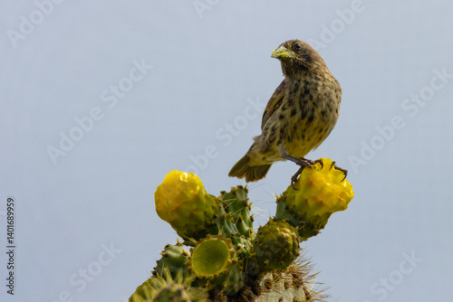 Galapagos finches
