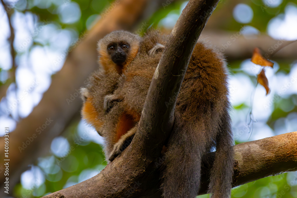 Obraz premium Alta Floresta titi monkey