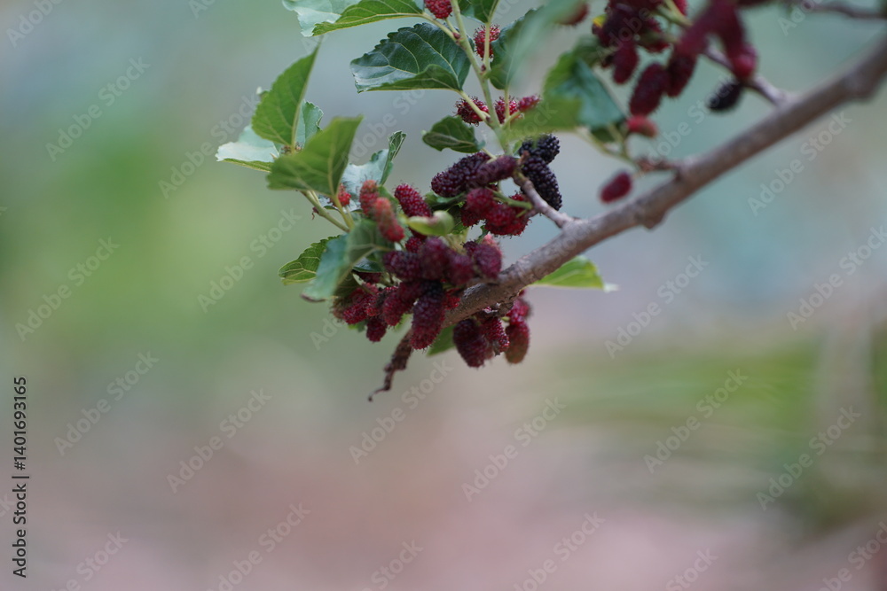 Obraz premium Reddish-purple mulberries begin to ripen on the branch, while the fresh green leaves reveal the abundance of nature in the blossoming season