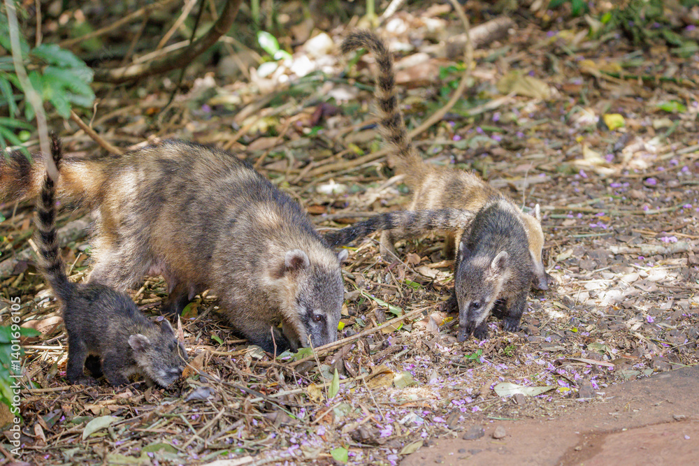 South American coati (Nasua nasua) with its young. in Iguazu National Park in Misiones, Argentina.
