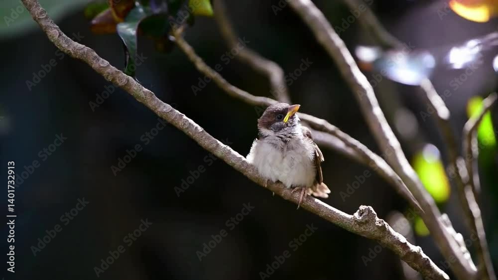 Serene Bird Perched on Tree Branch 4K Nature Stock Footage Serene Bird Perched on Tree Branch 4K Nature Stock Footage