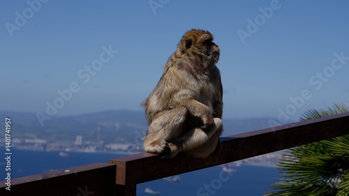 Barbary macaque sitting on a railing in Gibraltar enjoying the view