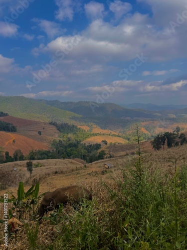elephant view with mountains
