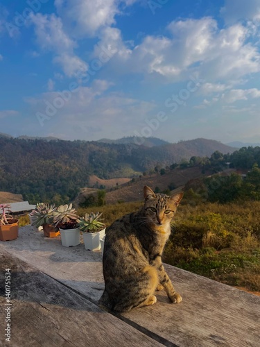 cat with a scenic view in thailand