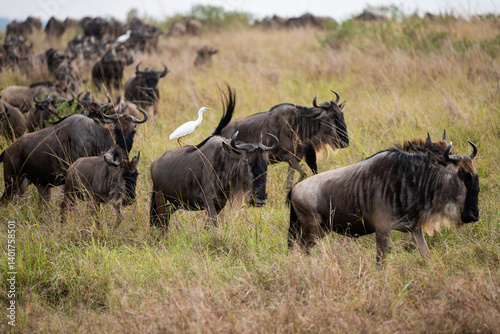 Vászonkép wildebeest