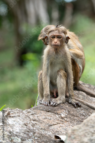 Monkey searching bugs in his partner