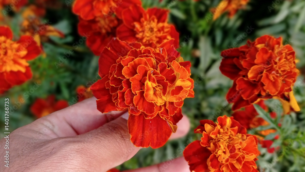 Close-Up of Hand Holding Vibrant Marigold Flower in Garden - Bright Orange and Red Marigold Blooms with Green Background - Natural Floral Photography for Spring and Nature Themes. Close-Up of Hand Holding Vibrant Marigold Flower in Garden - Bright Orange and Red Marigold Blooms with Green Background - Natural Floral Photography for Spring and Nature Themes.