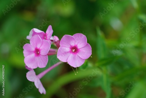 purple phlox flowers in the garden